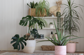 Plantes d’intérieur : bienfaits, limites et idées reçues
