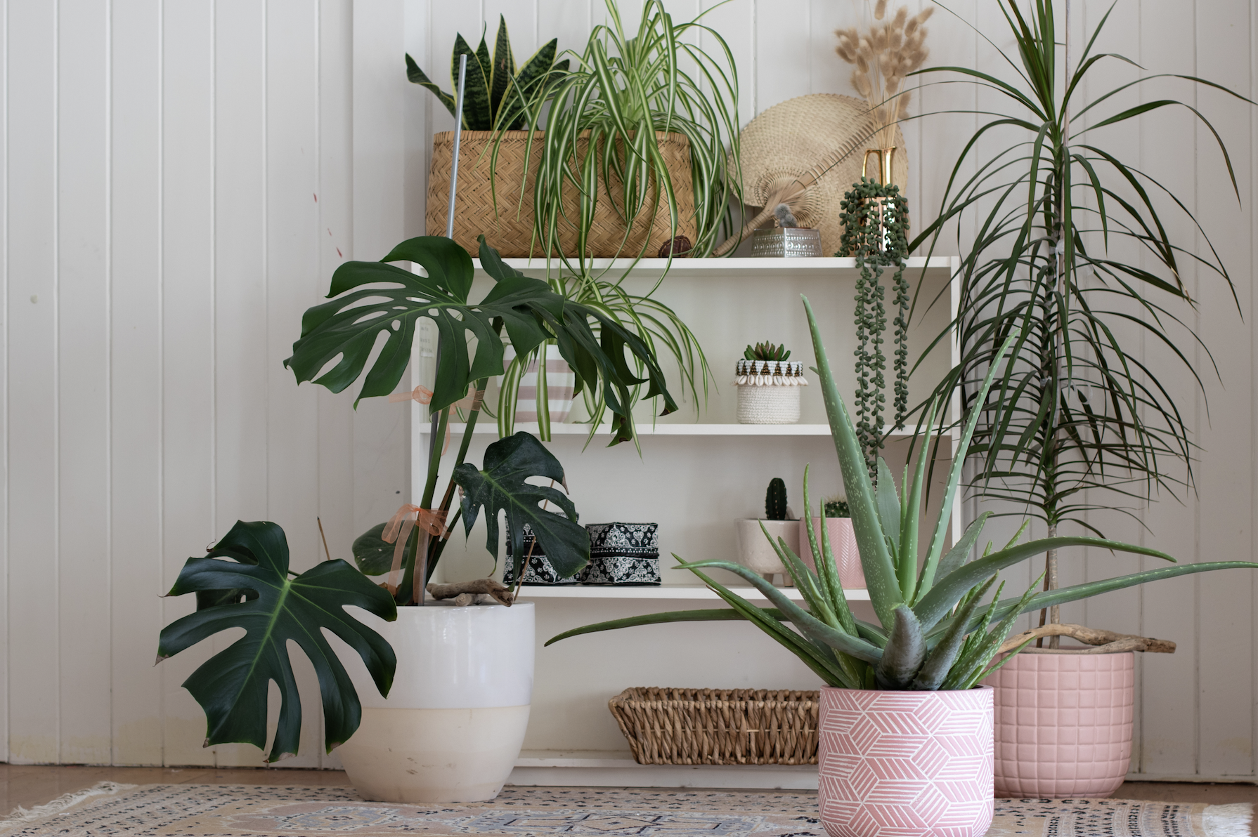 Plantes d’intérieur : bienfaits, limites et idées reçues